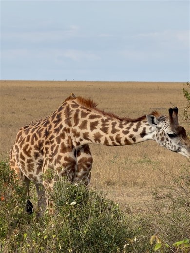 Samuel Cushing on Reels