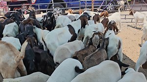 Te interesan los borregos y cabras tienes que mirar este video | Hunter Vlogs