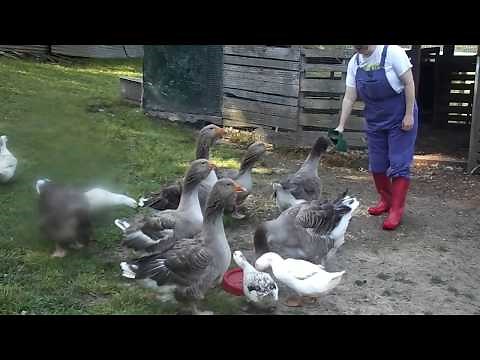 Toulouse Geese