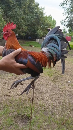 Two way hatch. F & C T Bros Gamefarm. #gamefowl #gamefowlbreeder #farm #gamefarm #gamefarming | Dlm Showfowl