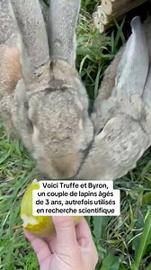DEUX VIES SAUVÉES, DES MILLIONS D’AUTRES SACRIFIÉES ❤️‍🩹 Après avoir été utilisés en recherche scientifique, Truffe et Byron ont tous deux été rescapés et réhabilités par l’association Groupement De Réflexion Et D'Action Pour L'Animal GRAAL, en France. Aujourd’hui adopté par une famille qui apprécie leur personnalité unique, le duo mène une vie bien différente de la précédente : « Âgés de trois ans, nos deux adorables lapins forment un couple inséparable et savourent pleinement leur nouvelle li