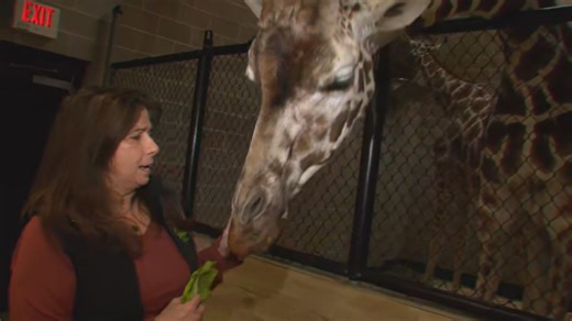 A tour of the NEW Zoo's giraffe feeding experience