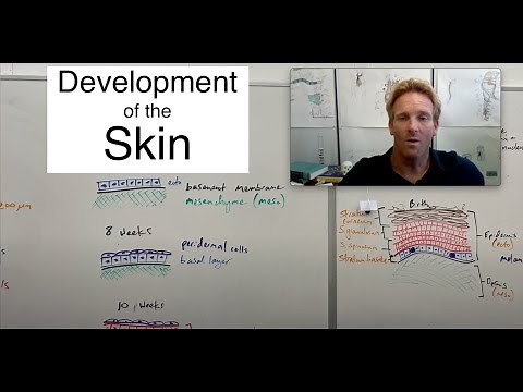 Development of the skin