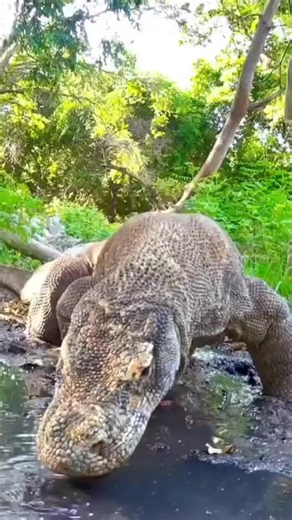 Komodo Dragon #factsdaily | Amazing facts