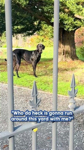 Great Dane Blocks Driveway in Adorable Protest!