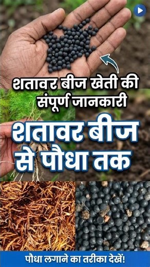 शतावर की खेती, Shatavari Farming, Pili Satawar,seeds #shortvideo #FarmersOfIndia #Viralshots🫐🌱