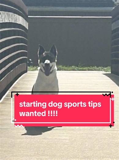 tips on first time doing dog sports? i want to get into fast cat as his first sport but depending on what his trainer says!!! we are probably going to watch at least this weekend and work on training with distractions 🫶🫶 #fastcat #caninegoodcitizen #mutt #rescuedog #dogsport