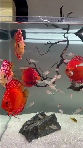 Symphysodon Discus Fish 🐠🔥 | Grace & Color in Every Swim