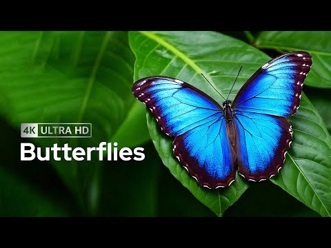 The Art of Nature: Butterflies in Stunning 4K UHD