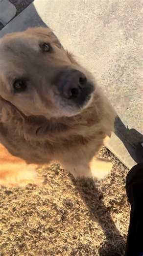 Heartwarming Encounter with an Amazon Driver and Dogs