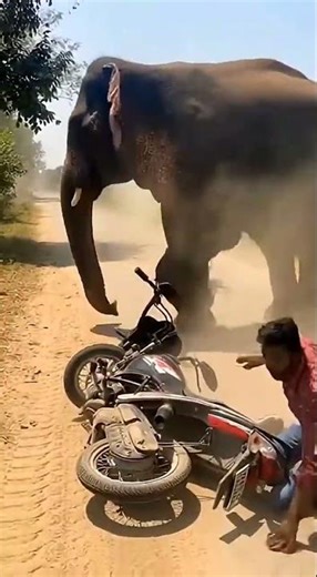 wild elephant sudden attack on village road 😱 l bike riders saved by seconds l raw CCTV footage