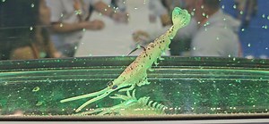 Would a walleye or smallie eat these? Inteoducing the Prawn Starz from Z-Man Fishing Products. #ICAST2024 #newproduct #bass #walleye #prawnstarz | Mr. Bluegill Outdoors - Troy Peterson