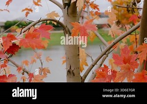 Vibrant autumn maple leaves against a backdrop of a lake and houses. The colorful foliage of the maple tree is on display in this beautiful fall scene, with a lake and houses in the background.