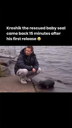 Hold on this is a gem, 4 million views and 400k likes in 11 hours We always send Nietzschean animals but what about the animals that aren't so Nietzschean? Kroshik is a baby seal that was rescued by fisherman and brought back to health When it was time to be freed he came back 15 minutes later and stayed with his humans The Non-Nietzschean Seal $Kroshik 3X1Z5c1jXcbNwNunmgsiBrWCQiZCoCaS3jhTuBdXpump