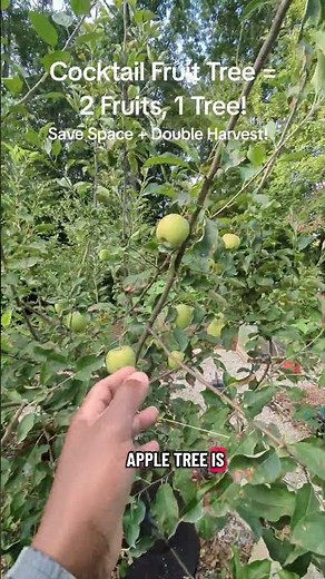 Cocktail Fruit Tree = 2 Fruits, 1 Tree! Save Space + Double Harvest! #fruittrees #backyardorchard
