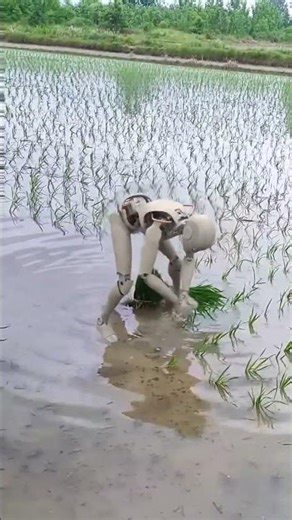 This Robot Is Planting Rice… And It’s Changing Farming Forever