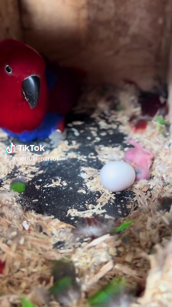 Hatching 🐣🐣 #babybayan #nuribayanindonesia #imperiumparrot #eclectusparrot #parrotslover #parrot #parrotsoftiktok