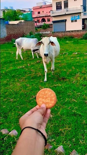 गऊ माता की रफ्तार🙏🥰#gaumata #trending #viral #mahadev #shortsfeed #animals #cow #calf #bull #babycow