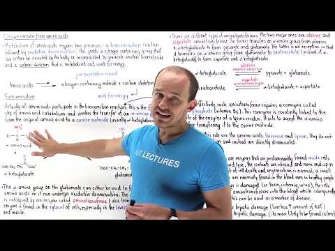 Transamination of amino acids