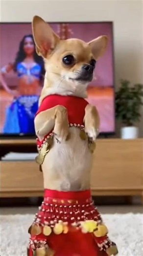 Funny my Dog Belly Dance! 😂 Subscribe to MOJAM ANIMAL for more! #DogDance #Viral #FunnyPets #Shorts