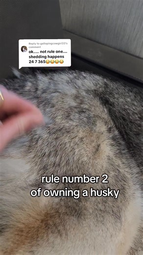 3.5K views · 47 reactions | In theory, shedding should have been number one but here we are. #husky #shedding #hair #funny #doglife | Homesteading Huskies | Facebook