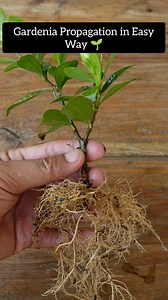 175K views · 1.3K reactions | Gardenia Propagation in Easy Method  . . . . #gardening #garden #reels #trendingreels #facebookviral #viralvideos #trendingreelsvideos | Gardening Ideas | Facebook