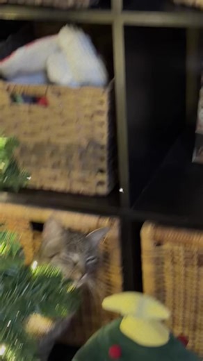 First order of business: sniff every branch! #fyp #catlife #catsoftiktok #cats #christmas