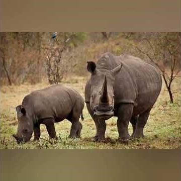 THE BIG FIVE ANIMALS IN KENYA