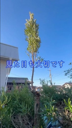 Considering the angle of the view when pruning cypress #Gardener