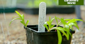 How to take softwood penstemon cuttings