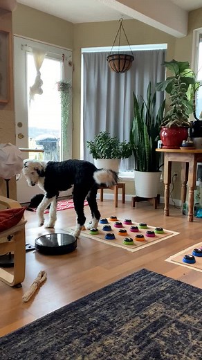 Building and keeping associations strong #whataboutbunny #mydogtalks #talkingdog #hunger4words #sheepadoodle #dogsoftiktok #aac #tiktokdogs #smartdog