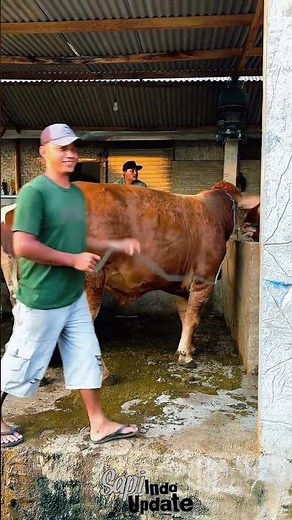 Limousin Super #cow #sapigemuk #sapi #sapipedaging #bull #sapimakan #sapijumbo #sapilucu