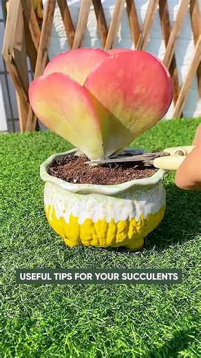 Essential Succulent Care Tips Every Plant Owner Should Know!
