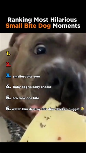 Ranking Most Hilarious Small Bite Dog Moments #shorts