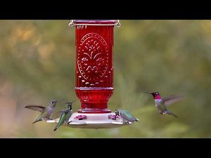 ✅Top 5 Best Hummingbird Feeders in 2026