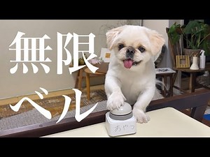 Q.この世で1番かしこい生き物は？ A.犬─────【ムーチョ】