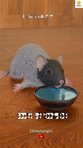 Mouse experiment 😰🤯| #shortsfeed #facts #viral #knoweledgefacts #animals #newfacts