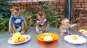 21K views · 1.9K reactions | Dodo, Donal And Super Cute Baby Monkey Moly Obedient Mom While Eating Fresh Fruit Together | Monkey Dodo | Facebook