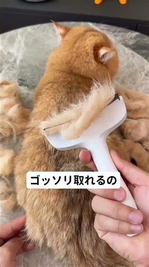 #猫のいる暮らし #犬のいる暮らし #ペット用品 #換毛期 #抜け毛対策