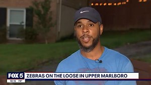 At Least 6 Zebras Are on the Loose in Maryland After Escaping From a Local Farm, Officials Say