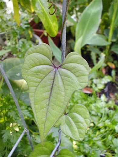 Dioscorea Batatas | Cinnamon Vine | Chinese Yam | 5 Bulbettes - Etsy