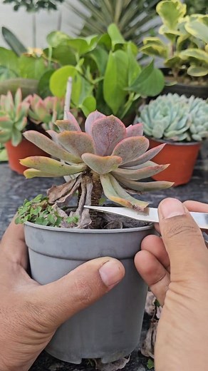 Learn how to clean your succulents and remove old, dried leaves the right way! 🌿 In this video, we’ll show you simple steps to keep your succulents healthy, pest-free, and looking beautiful. Removing old leaves not only improves air circulation but also encourages new growth and prevents rot or fungal issues. Whether you’re a beginner or a succulent lover, this succulent care guide will help your plants stay vibrant and fresh all year round. 🌵💧 👉 Watch till the end for easy maintenance tips 