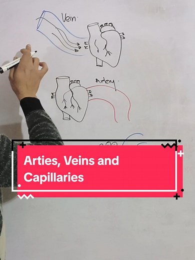 Understanding Arteries, Veins, and Capillaries Differences