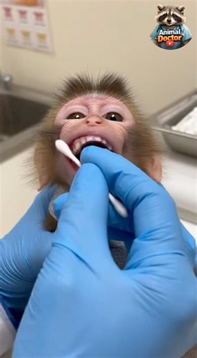 I’m a Vet Caring for a Baby Monkey 🐒