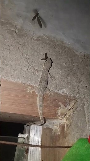 lizard eating insects