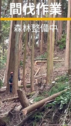 【間伐】 奈良県 林業 森林整備 0227 #forest #山師