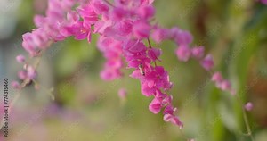 Pink flower with bee swarming pollen.Honey bee flying to Antigonon leptopus flowers.Pink flowers.Flower garden.
