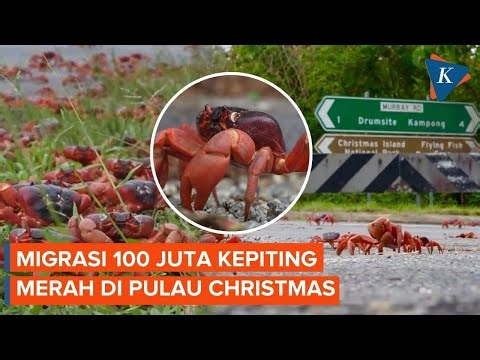 Penampakan 100 Juta Kepiting Merah Migrasi Tahunan di Pulau Christmas