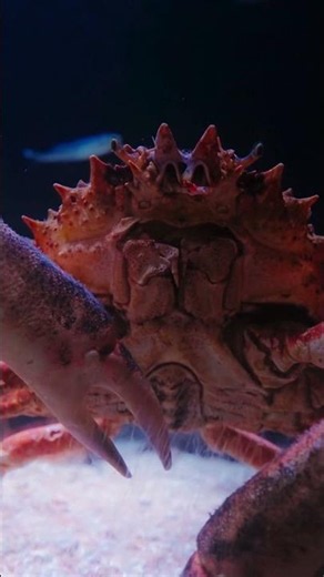 Alien Creatures On Earth: This Is the Biggest Crab You’ll Ever See #marine #japanesespidercrab