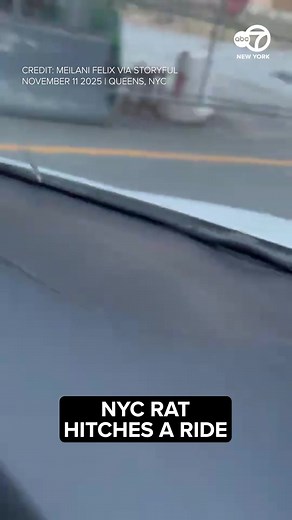Remember Pizza Rat? This is Rideshare Rat 🐀 | ABC7NY
